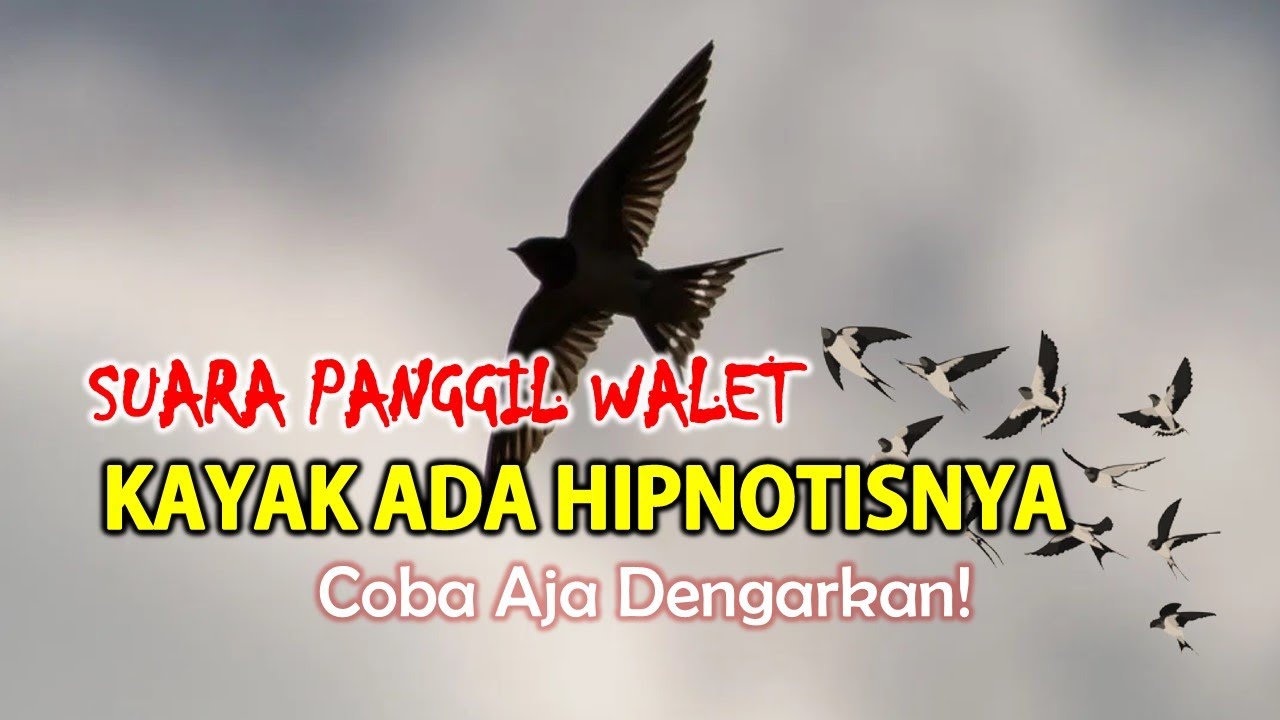 Suara Panggil Walet Ini Kayak Ada Hipnotisnya