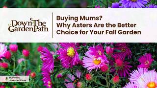 Buying Mums  Why Asters Are the Better Choice for Your Fall Garden