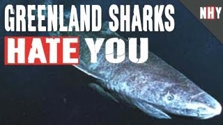 GREENLAND SHARKS HATE YOU
The dimwitted expression on a monster fishs face. The idiocy of running into camera equipment. The Greenland Shark is the Mr. Magoo of the North Atlantic and greenland sharks hate you.
Nature Hates You Store - http://bit.ly/16fvUdq
Shark Week Tee - http://bit.ly/13BN0zV
Watch to find out just how much NATURE HATES YOU every Monday!
Watch More Nature Hates You on TestTube http://testtube.com/naturehatesyou
Subscribe now! http://www.youtube.com/subscription_center?add_user=naturehates
HATE Us Elsewhere:
Nature Hates Facebook http://www.facebook.com/naturehatesyou
Nature Hates Twitter http://twitter.com/naturehates
Nature Hates Google+ http://gplus.to/naturehatesyou GREENLAND SHARKS HATE YOU