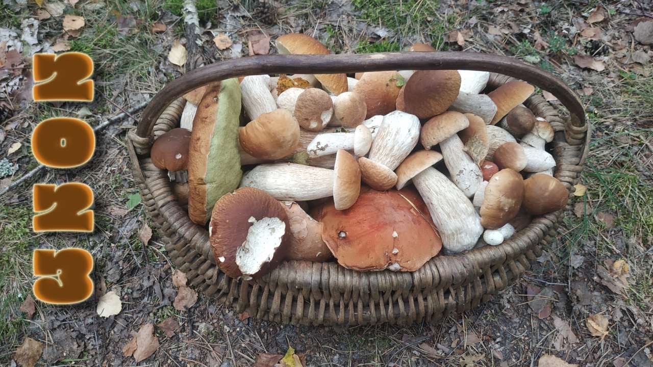 БАГАТО ГРИБІВ В ЛІСАХ  РІВНЕНСЬКОЇ ОБЛАСТІ. ПІДОСИЧНИКИ, ПІДБЕРЕЗНИКИ, ТА БІЛІ ГРИБИ...