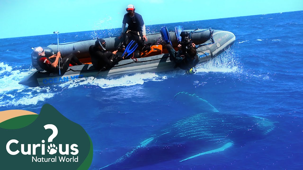 Neil Dives With Humpback Whales In Bermuda! | Ocean Vet | Curious?: Natural World