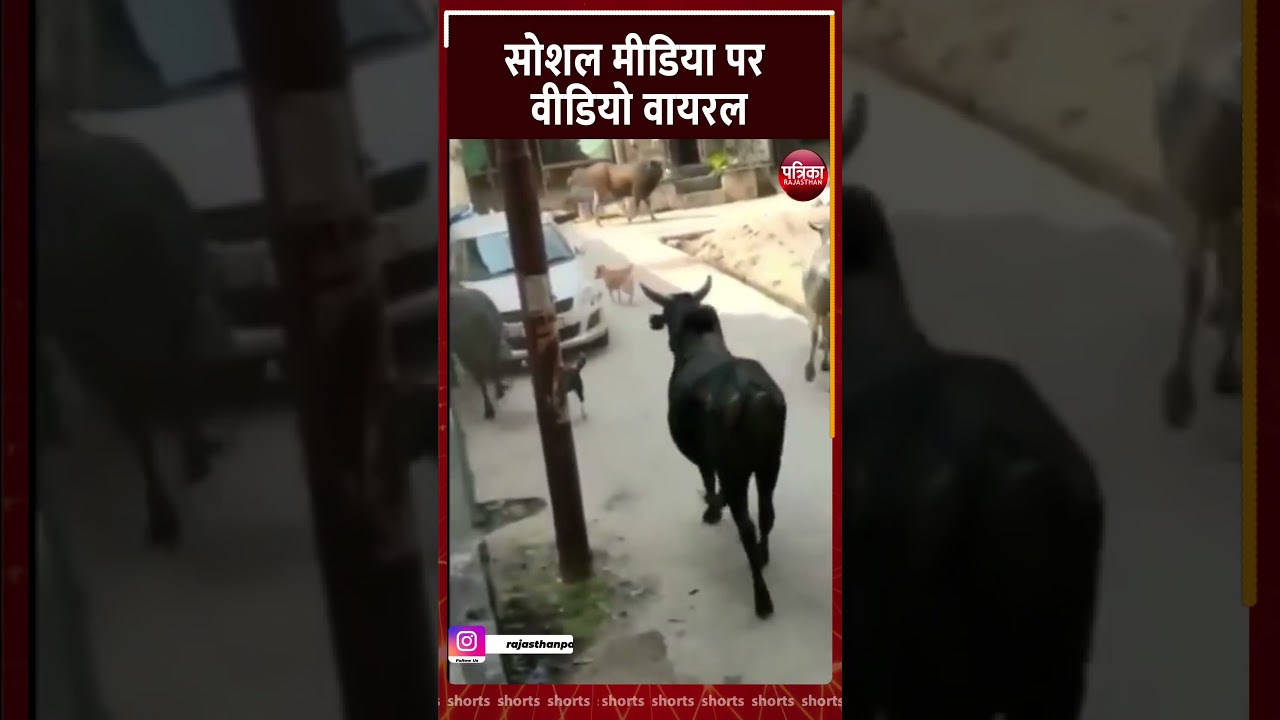 सांडों की लड़ाई, कार की शामत आई | Bull Fight