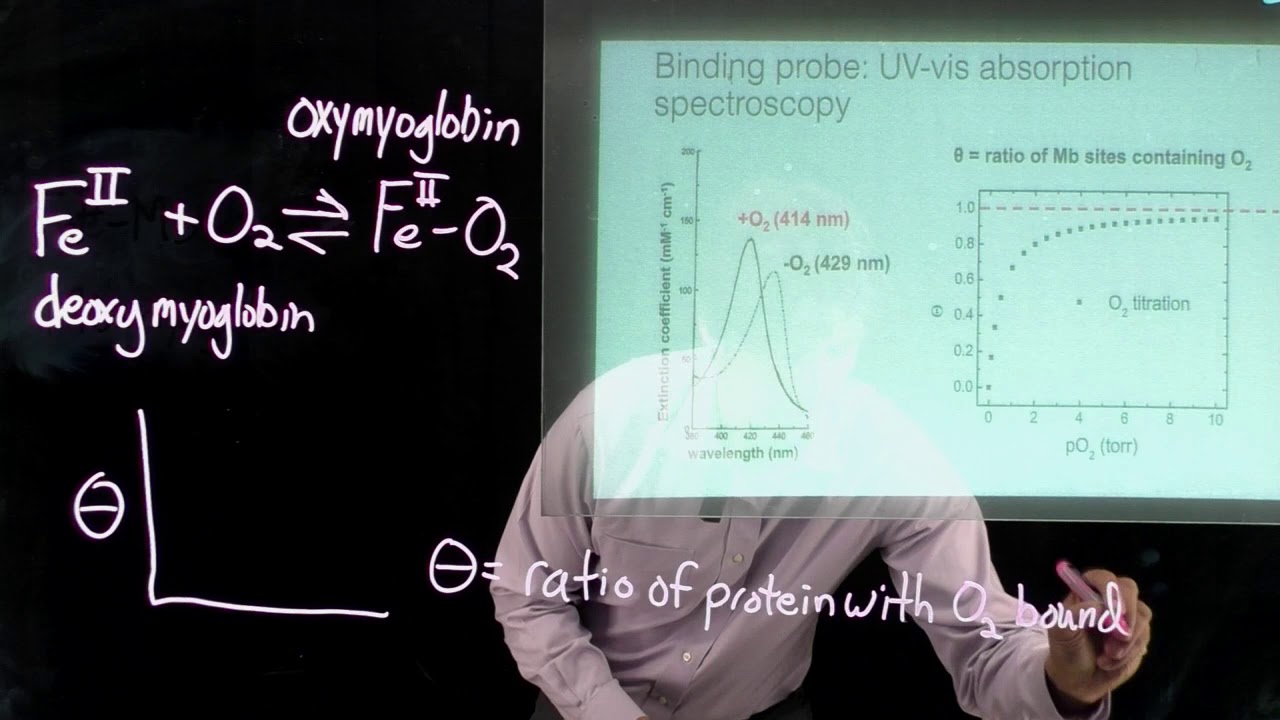 Topic 6.8 - Intro to ligand binding curves