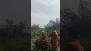 cara ampuh mengatasi pokok sawit berbuah landak