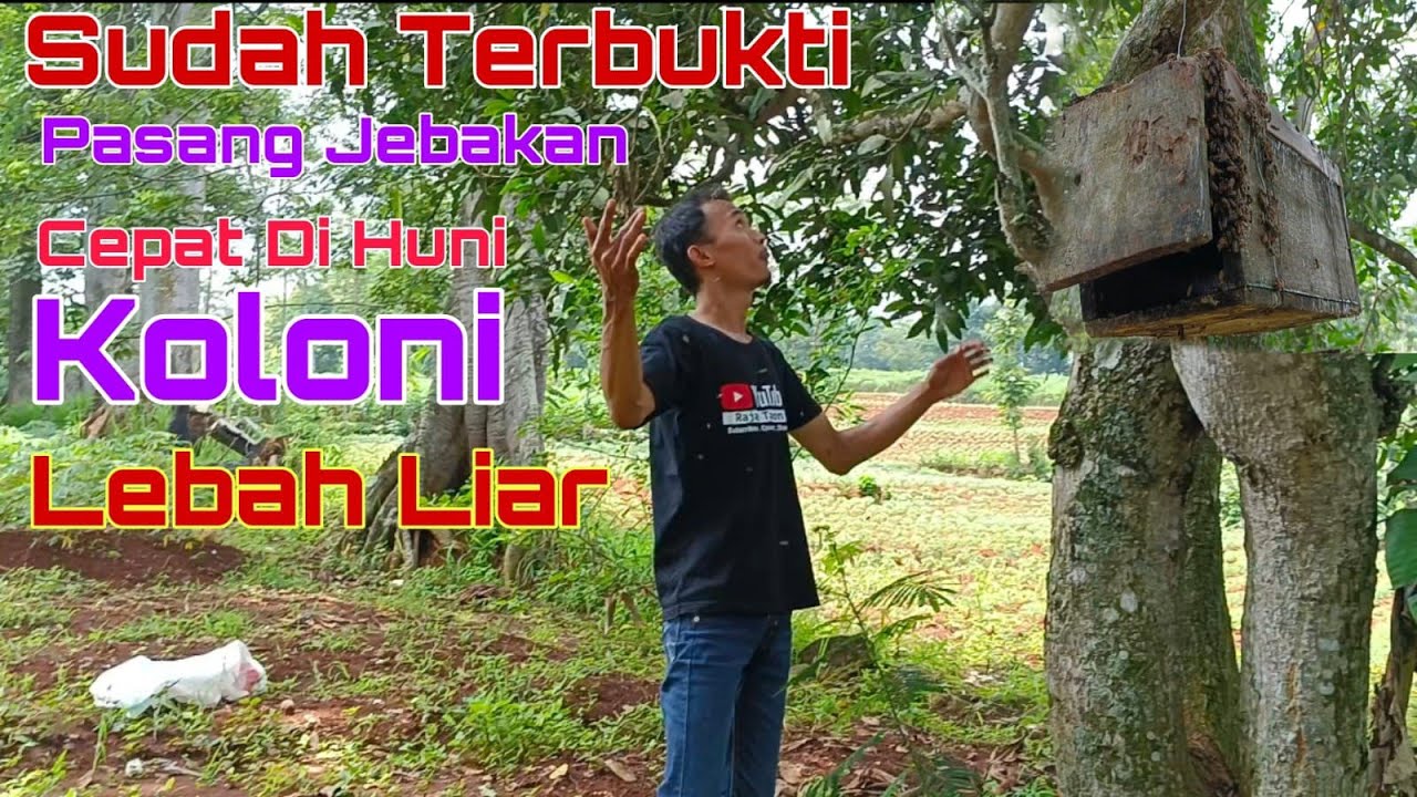 Cara jitu memanggil lebah liar masuk dlm kotak jebakan