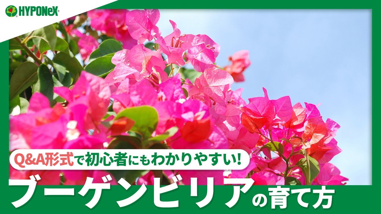 77 ブーゲンビリアの育て方 苗の植えつけ方や日々の管理 水やりや肥料の与え方などご紹介 Plantiaq A 植物の情報 育て方をq A形式でご紹介 Youtube