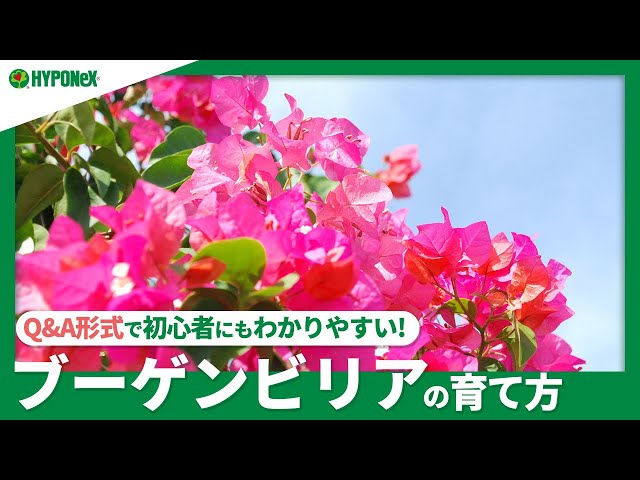 希少　ブーゲンビリア　植え替えでから発送 希少 ブーゲンビリア 植え替えでから発送