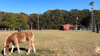 DRAFT HORSES // Introducing the new Belgians to the herd