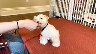 Puppy Training: How to Teach Impulse Control to Puppies