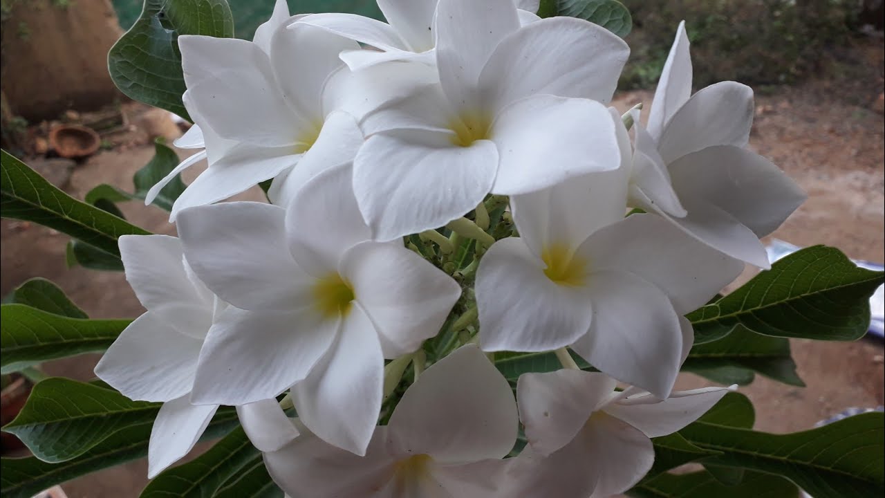 പ്ലുമേറിയ പുഡിക്ക /Plumeria pudica plant care in malayalam YouTube