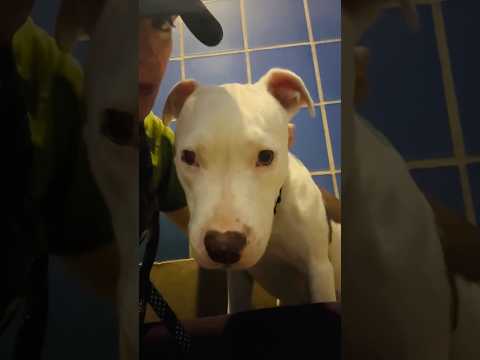 Scared shelter dog just wants to cuddle💝 Adopt Frida from @austinpets2011 🐾 #dogvideos #atx