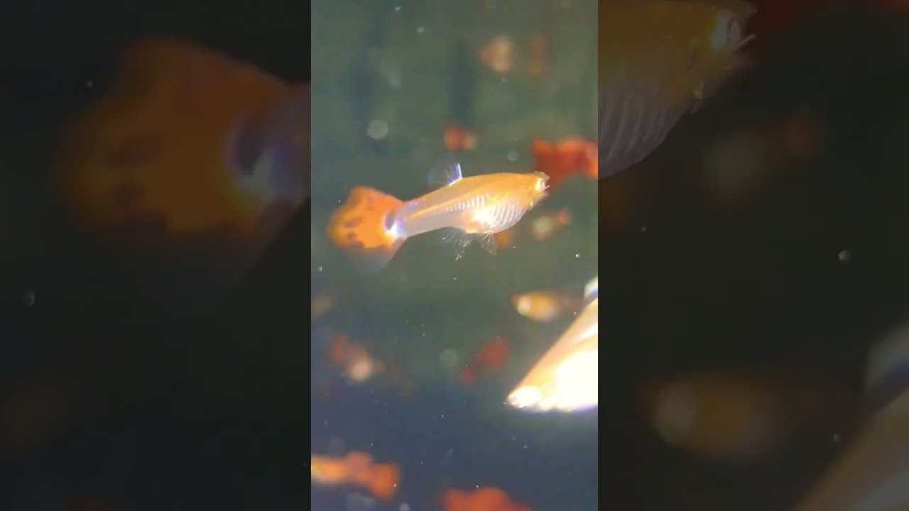 #guppy