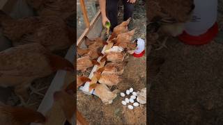 smart feeding tools and egg production method | #shorts
