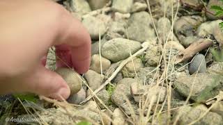 Search For A Perfect Mini Stone