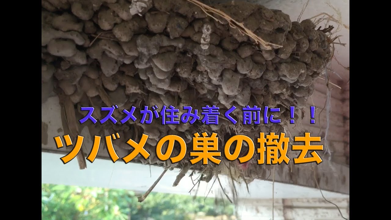 ツバメ 巣 撤去