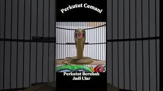 Perkutut Berubah jadi ular 😱 #shortvideo