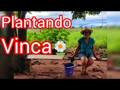 Plantando Vinca (Boa Noite).