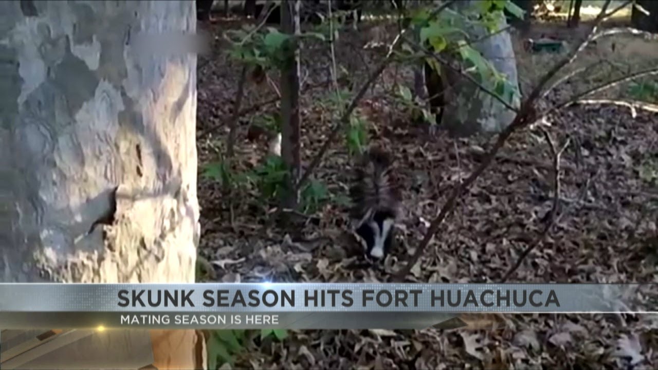 Skunk mating season hits Fort Huachuca