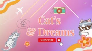 Download lagu A life of indoor Cat's & Stray Cats #cat #catsdreams #straycat #trending #love