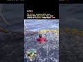 Ce pêcheur croate se jette sans hésiter dans ses propres filets pour sauver un dauphin ❤️