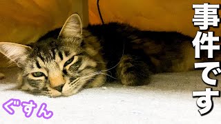 イタズラ犯行現場を目撃されてママに怒られるもふ猫テト イタズラ犯行現場を目撃されてママに怒られるもふ猫テト