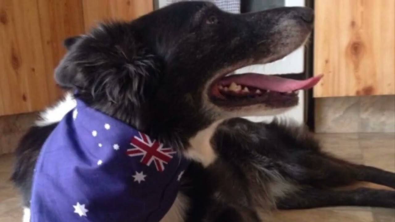 Australian Border Collie ‘Sox gone but not forgotten 🐾 