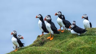 Faroe Islands - Mykines Island and Puffins (4K HRD）