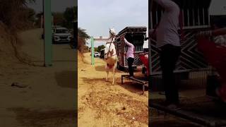 Horse Dance On Marriage Trending Video #horse #dance #marriage