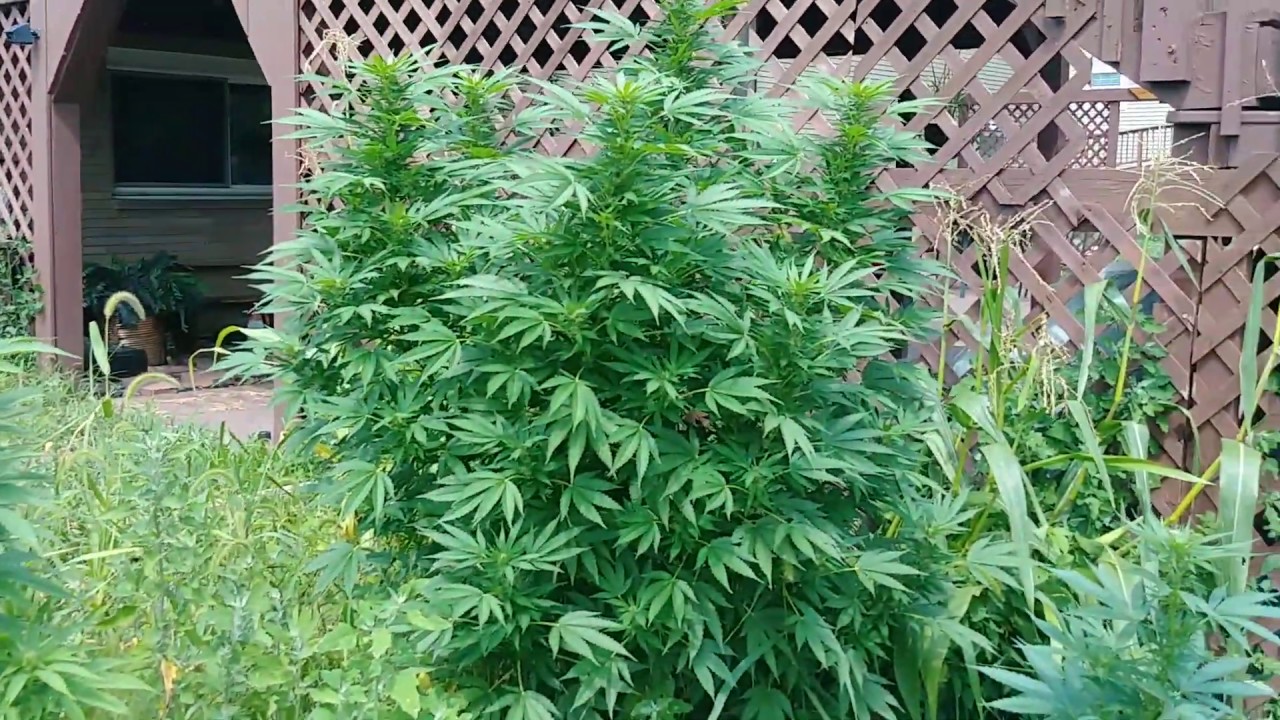 Dragon Lungz: Cannabis Couple Grow Update: Outdoor Night Nurse S1 Ep8