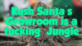 Kush Santa's Growroom is a fucking Jungle