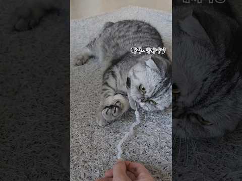 누워서 놀면서도 경계도 하고 승질도 부리는 호두ㅋㅋ 움직이긴 귀찮다냥😹 #고양이일상 #cutecat #게으른고양이 #다묘가정