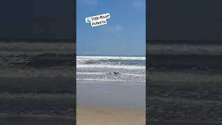 🌊Tide Roar! #shorts #tidewater #roar #pacific #ocean #ecuador #lacasaucraniana #tidalenergy #beach
