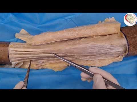 Video [Xác] Phẫu tích vùng cẳng chân trước - youtube