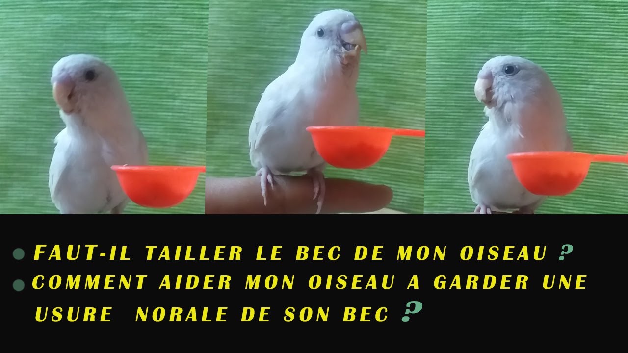 COMMENT COUPER LE BEC DE SON OISEAU ??? - YouTube