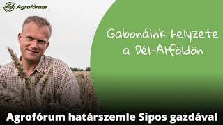 Gabonáink helyzete a Dél-Alföldön - Agrofórum határszemle Sipos Gazdával