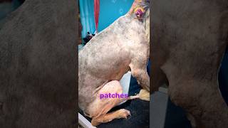 German Shepherd Itching Problem Explained by Vet 🐶 | Dog Skin Treatment in Patna