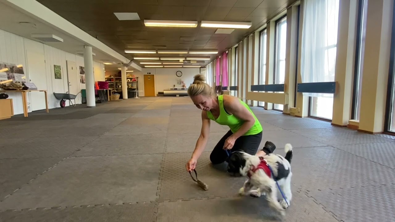 Sju viktiga saker att träna med din valp