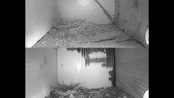 Rorýs obecný (Apus apus)  Common swift nest box live