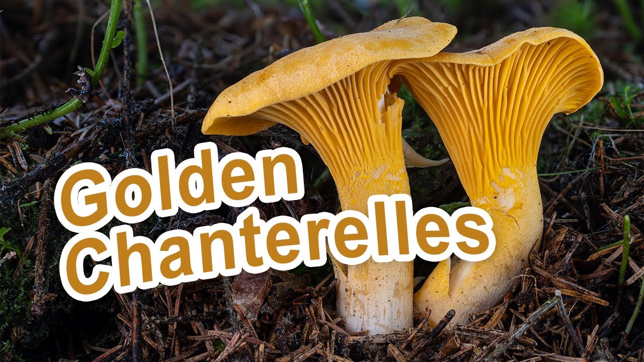 Mushroom Hunting August 2022 Golden chanterelle Cantharellus