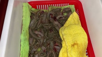 Chuyến đi câu bất ổn của anh em nhà Thiện Vlog, mùa cá hanh Phan Thiết / Bình Thuận