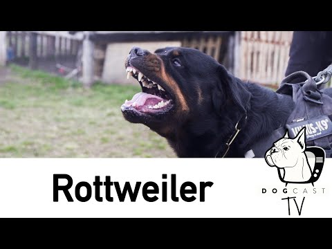 Videó: Útmutató a rottweiler kiskutya kiválasztásához