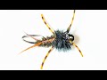 Jig/Euro Style Stonefly Nymph.#flytying #flyfishing #nymphs #stonefly #troutflies #shotaflies #Best