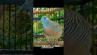 perkutut lokal ngayer.