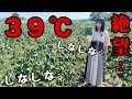作物が全滅していく．．．帯広市で農民絶望の最高気温３９℃。