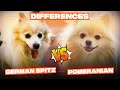 Pomeranian vs German Spitz Difference – Which one is a better dog breed for you?