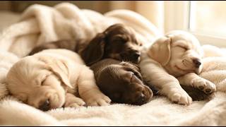 30 Minutes of Deeply Satisfying Dogs ASMR AI Visuals & Sounds to Relax & Sleep + Tutorial 🐶  screenshot 1