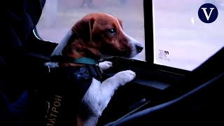 La Historia Del Pequeño Patron, El Perro Que Ayuda A Detectar Minas Explosivas Rusas En Ucrania