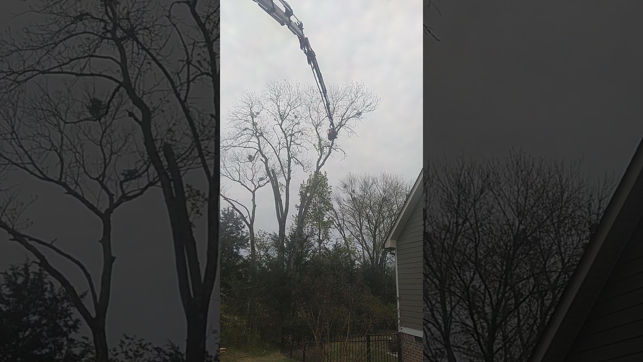 Pallfinger Ash removal in Chattanooga