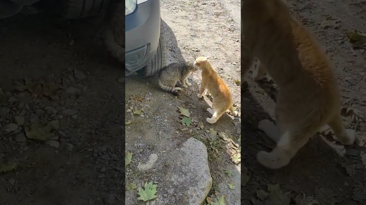 Битва котов 🐈