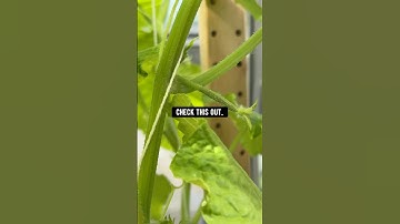 How to grow cucumbers in a pot! creative explained